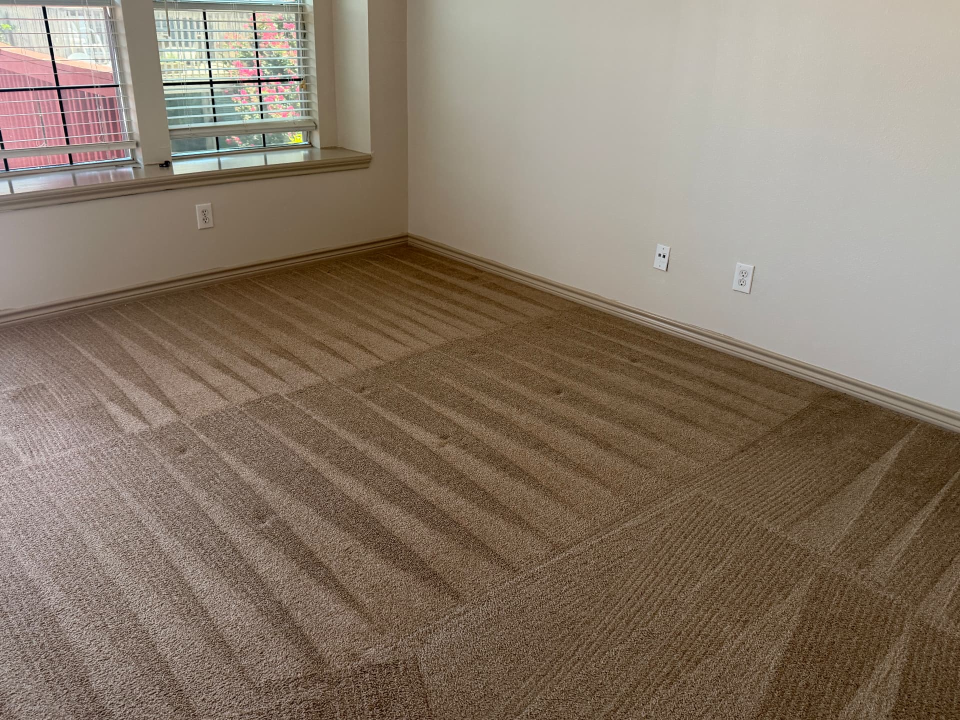 Clean carpet with professional vacuum lines in a bright room